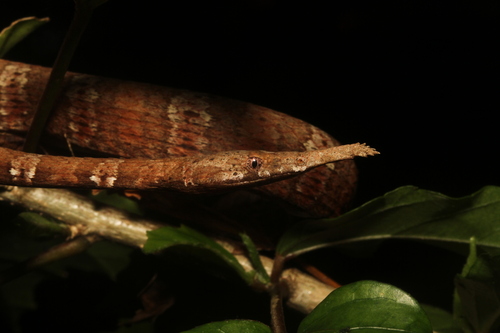 Madagascar Leaf-nosed Snake
