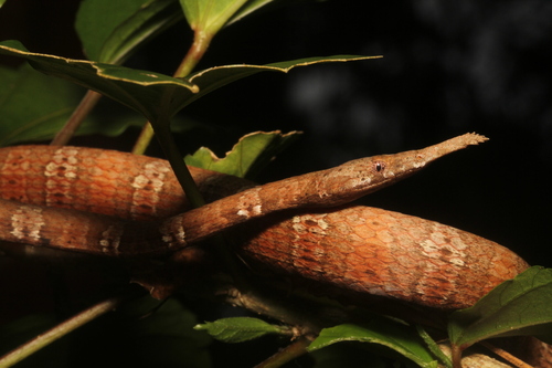 Madagascar Leaf-nosed Snake