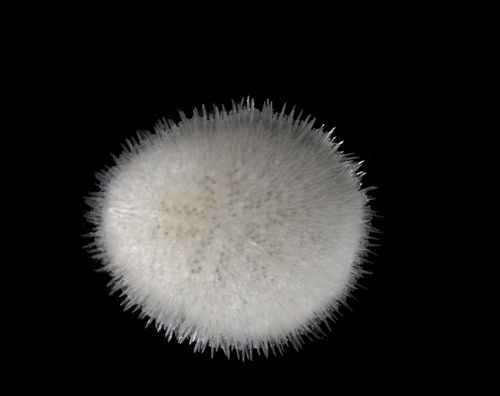 Echinocyamus pusillus (O.F.Müller, 1776)