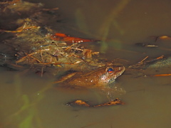 Limnonectes macrodon