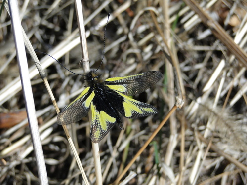 Owly sulphur