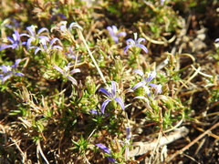 Wahlenbergia subulata