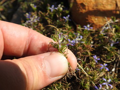 Wahlenbergia subulata