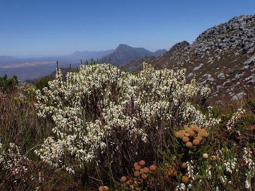 Bleached Heath (Erica albens)
