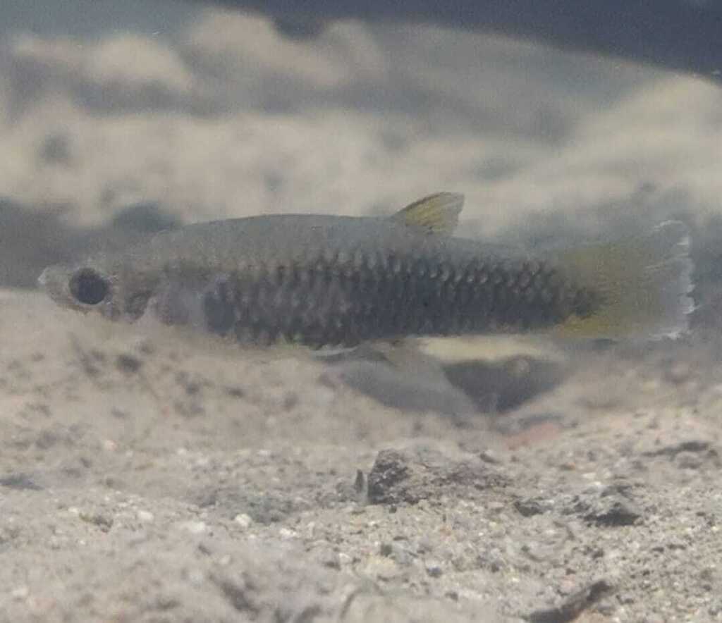 Clearfin Livebearer