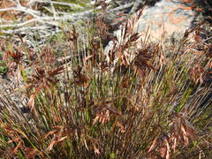 Thamnochortus lucens