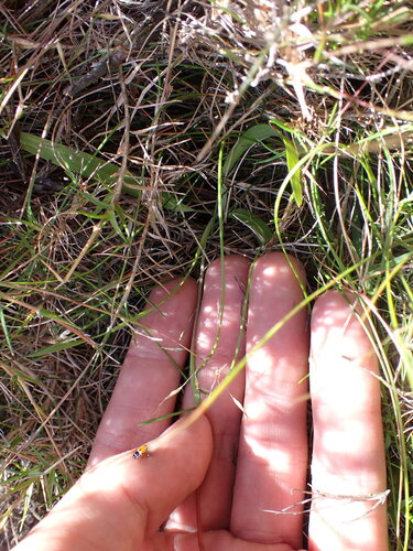 Geissorhiza altimontana
