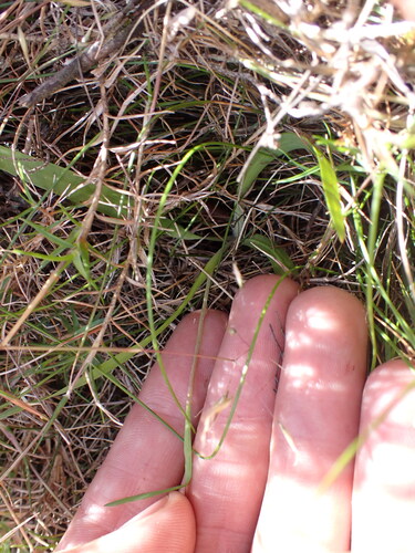 Geissorhiza altimontana
