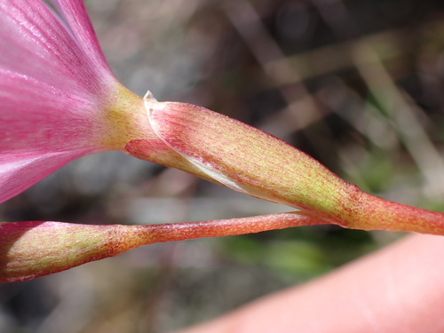 Geissorhiza altimontana