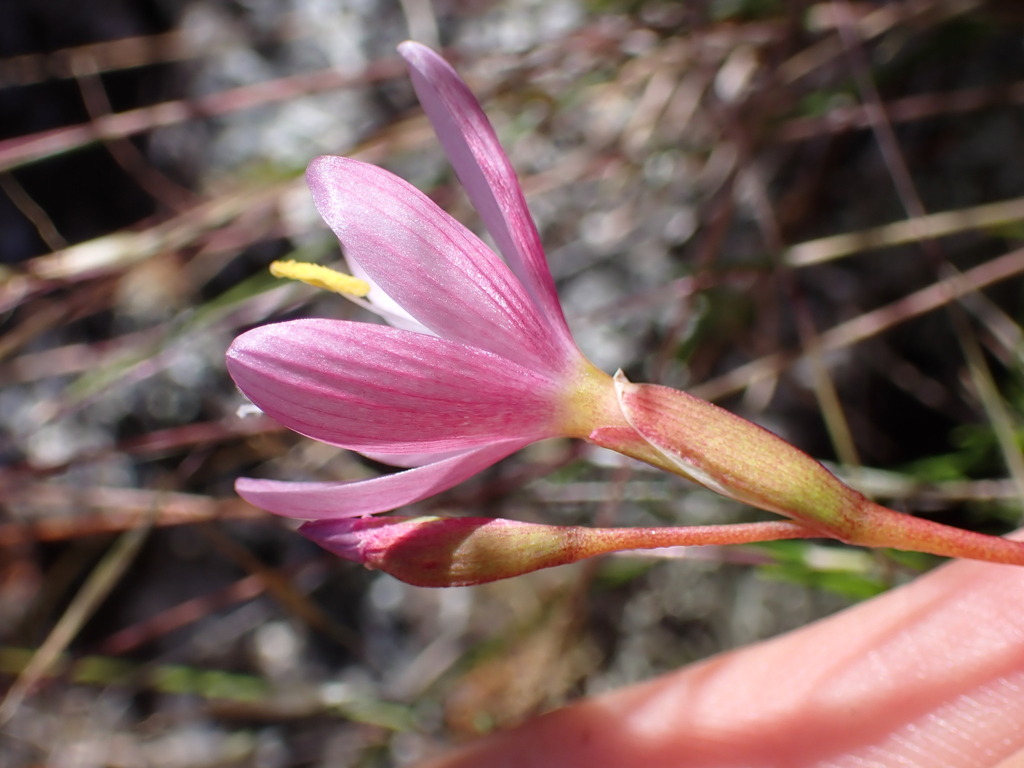 Geissorhiza altimontana, Overberg District Municipality, South Africa