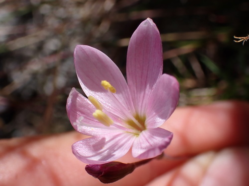 Geissorhiza altimontana