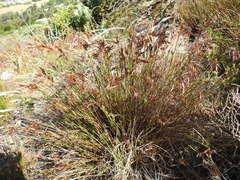 Thamnochortus lucens