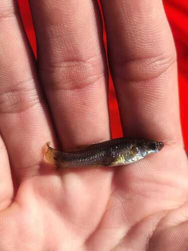 Clear livebearer (Poeciliopsis lucida) — Poeciliidae — 2