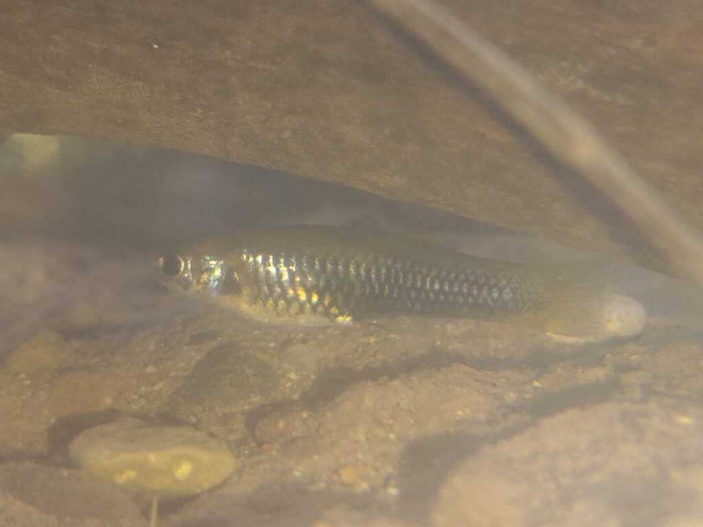 Clear livebearer (Poeciliopsis lucida) — Poeciliidae
