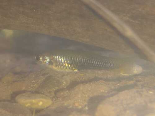 Clear livebearer (Poeciliopsis lucida) — Poeciliidae