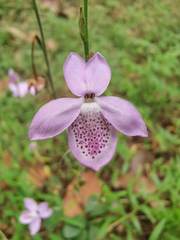 Pseuderanthemum latifolium
