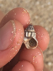 Nodilittorina pyramidalis