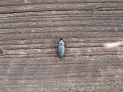 Harpalus honestus