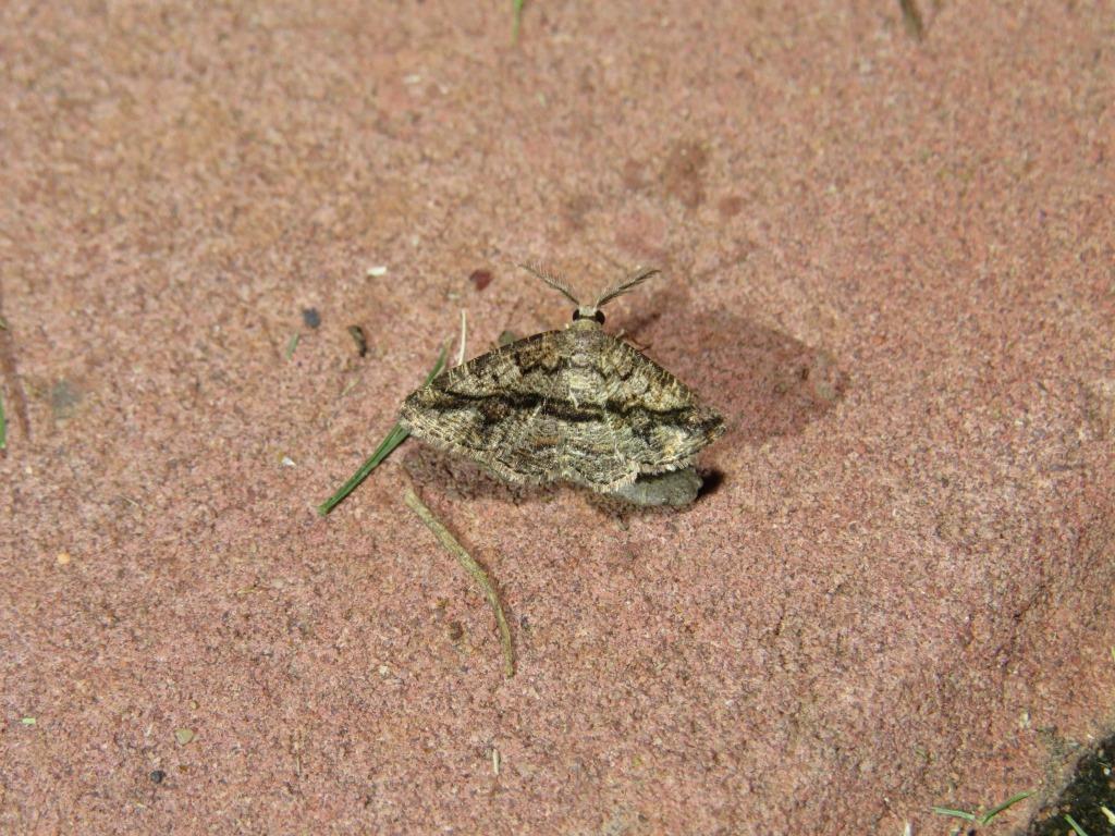 Cabera aquaemontana