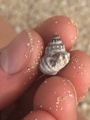 Nodilittorina pyramidalis