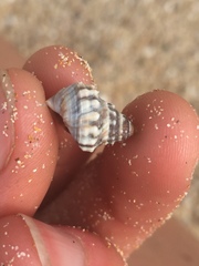 Nodilittorina pyramidalis