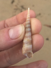 Turritella