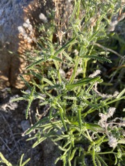 Cryptantha maritima maritima