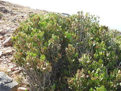 Robsonodendron maritimum