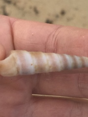 Turritella