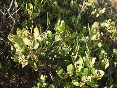 Robsonodendron maritimum