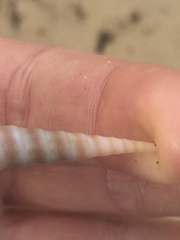 Turritella