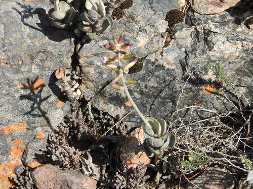 Adromischus hemisphaericus