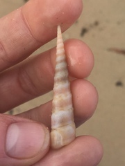 Turritella