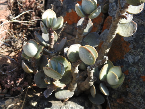 Adromischus hemisphaericus