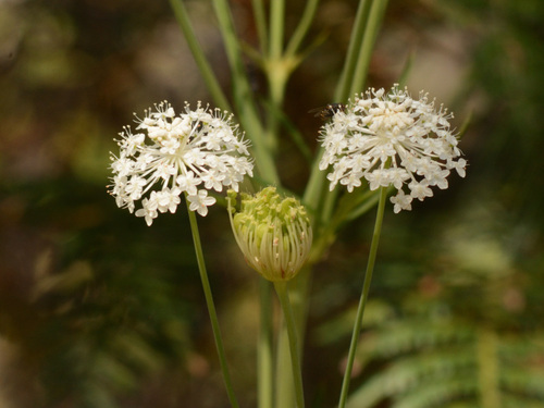 Parsnip Laceflower (Trachymene composita)