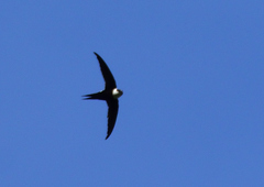 Panyptila cayennensis