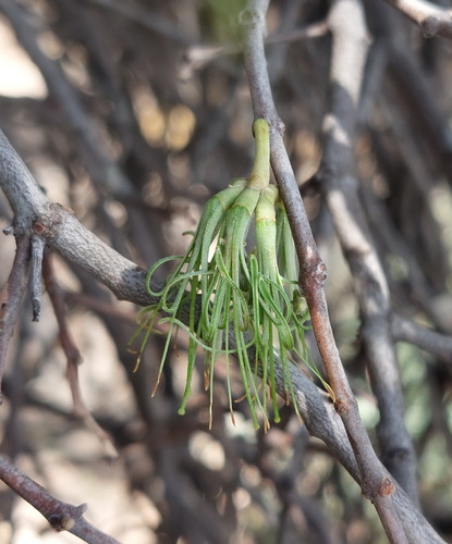 Amyema maidenii (Amyema maidenii)