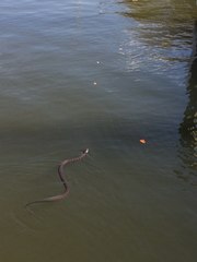 Nerodia sipedon williamengelsi