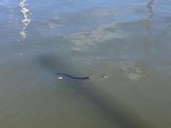 Nerodia sipedon williamengelsi