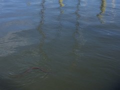 Nerodia sipedon williamengelsi