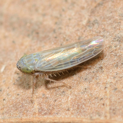 Graminella nigrifrons