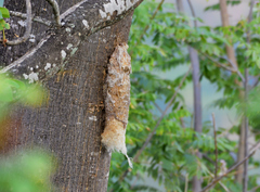 Panyptila cayennensis