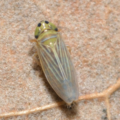 Graminella villica