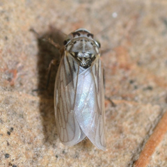 Exitianus exitiosus