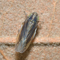 Graminella nigrifrons