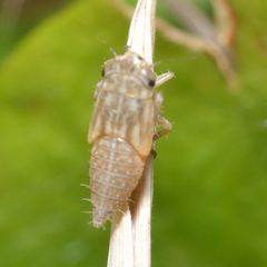 Exitianus exitiosus