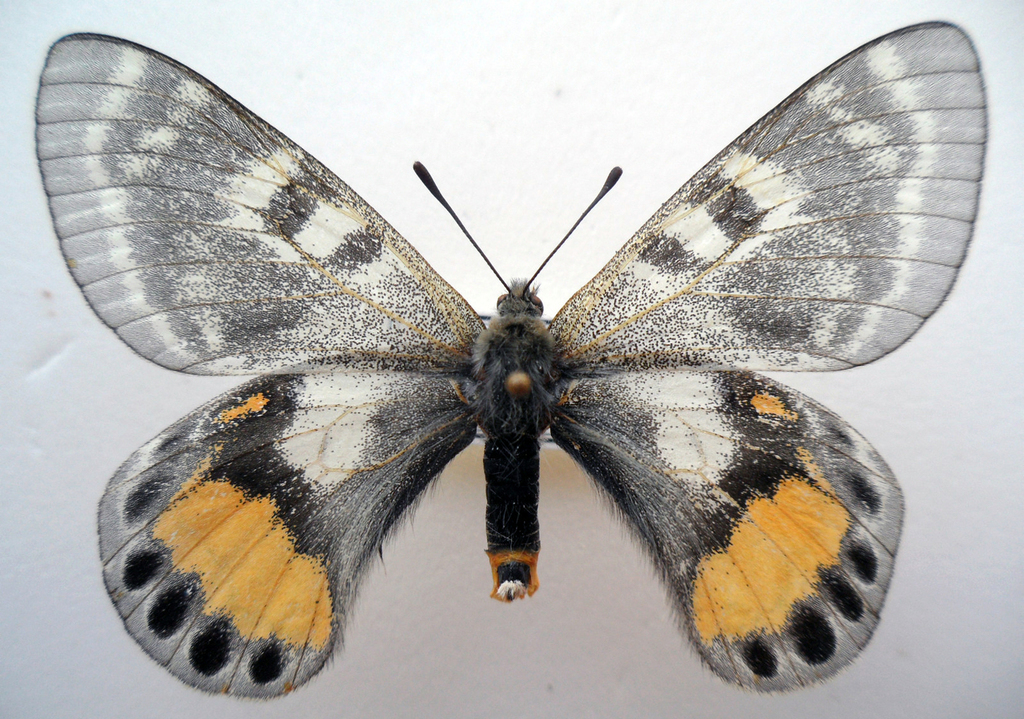 Apollo butterfly