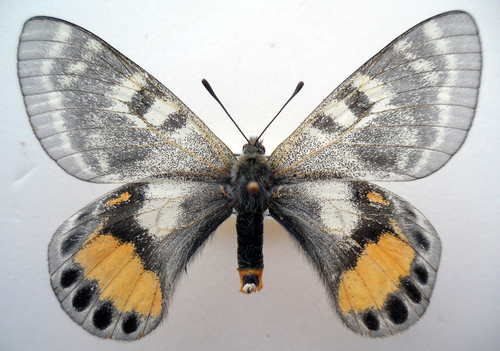 Apollo butterfly