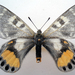 Parnassius autocrator - Photo (c) Anaxibia, some rights reserved (CC BY-SA)