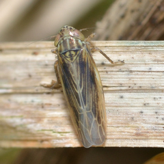 Graminella nigrifrons